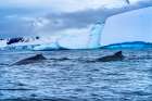 Two Humpback Baleen Whales Chasing Krill blue iceberg Floating sea water Charlotte Bay-Antarctica Art Print